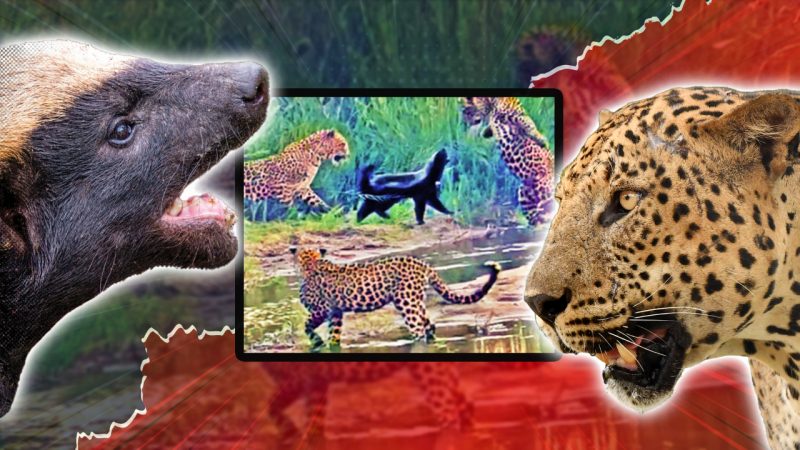 Fearless honey badger takes on three leopards in a wild brawl, and