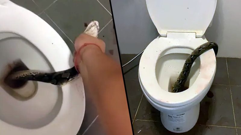 WATCH: A huge python bit a bloke's testicles on the loo and the aftermath is bloody nuts